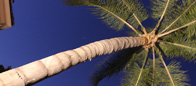 Custom Outdoor Landscape Lighting